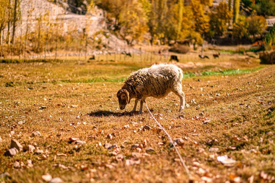 10 Days Hunza Private Tour