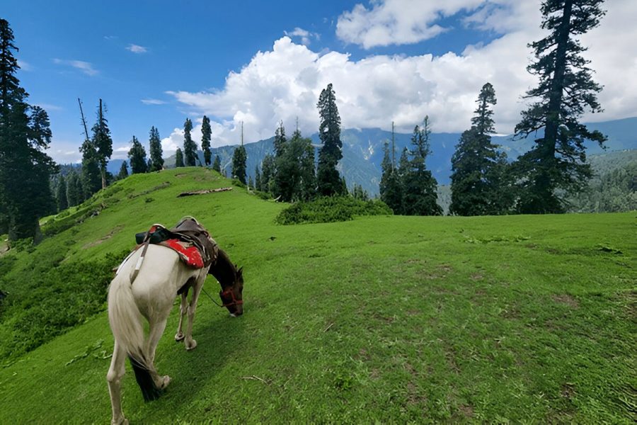 2 Days Sharan Forest Private Tour