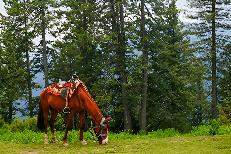 4 Days Naran Shogran or Sharan Private Tour